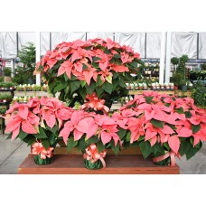 Pink Poinsettia